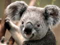 Thumbnail for version as of 17:50, 1 March 2012