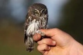 Thumbnail for version as of 13:44, 15 July 2011