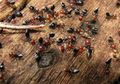 Thumbnail for version as of 12:47, 5 January 2017