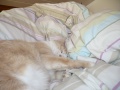 Thumbnail for version as of 18:56, 13 February 2012