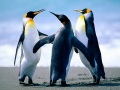 Thumbnail for version as of 07:41, 19 December 2011