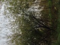 Thumbnail for version as of 17:27, 17 October 2013