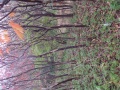 Thumbnail for version as of 17:32, 17 October 2013