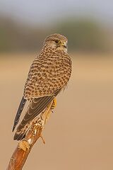 File:Common Kestrel Falco tinnunculus Tal Chappar Rajasthan India 14.02.2013.jpg