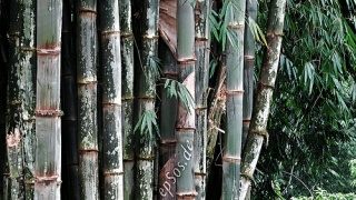 File:Growing Green Bamboo Plants-2819.jpg