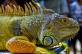 Thumbnail for version as of 05:31, 1 July 2011
