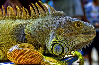 File:Iguane-2757.jpg