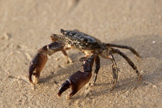 File:Crabe-Plage-Sable-8930.jpg