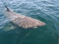 Thumbnail for version as of 09:15, 11 June 2012