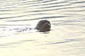Thumbnail for version as of 08:51, 20 March 2009