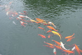 File:Poissons rouges-834.jpg