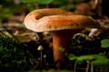 Thumbnail for version as of 09:19, 22 October 2010