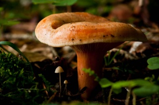 File:Sortie champignons-4225.jpg