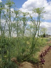 File:Anethum graveolens.jpg
