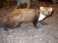 Thumbnail for version as of 18:35, 3 May 2010