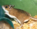 Thumbnail for version as of 21:43, 3 May 2010