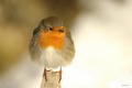 Thumbnail for version as of 18:30, 2 January 2012