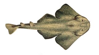 File:Ange-de-mer-commun.jpg