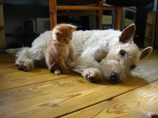 File:Chien fox-terrier avec chaton.jpg