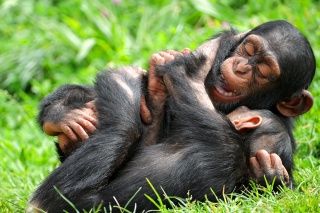 File:Chimpanzé-4042.jpg