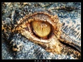 Thumbnail for version as of 09:34, 17 April 2010