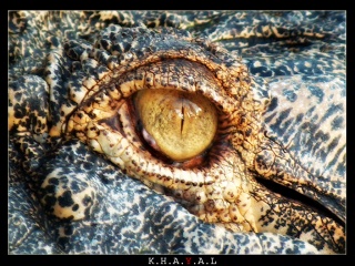 File:Dragon Martin-9957.jpg