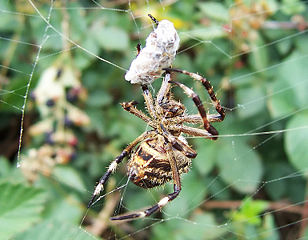 File:Eriophora transmarina-Araignée.jpg