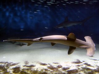 File:Requin.jpg