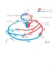 File:Échanges de sang organes coeur.jpg