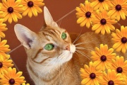 Chaton roux-8665.jpg