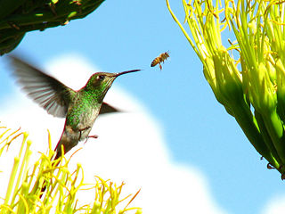 File:Colibri-4989.jpg