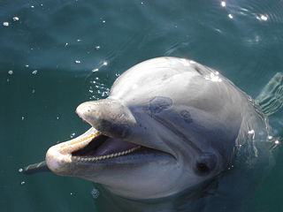 File:Dauphin-8889.jpg