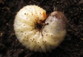 Thumbnail for version as of 17:22, 17 June 2010