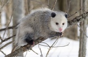 Opossum (2).jpg