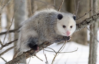 File:Opossum (2).jpg