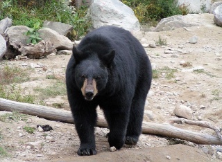 File:Ours noir (Ursus americanus)-Baribal.jpg