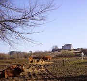 Vache limousine-5058.jpg
