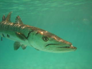 File:Barracuda-2684.jpg