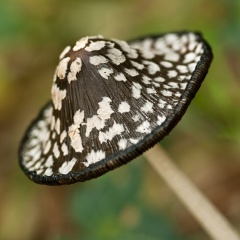 File:Bolet de tinta-7289.jpg