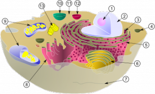 File:Cell.png