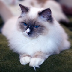 File:Chaton blanc aux yeux bleu-1368.jpg