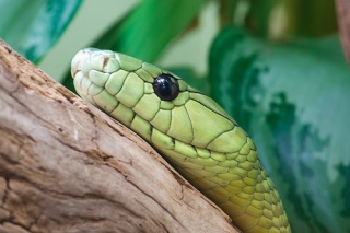 File:Mamba de Jameson-8979.jpg