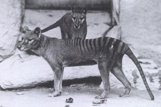 File:Thylacines 01 (Wiki)-4334.jpg