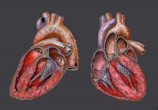 File:Schéma d'un coeur.jpg