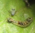 Thumbnail for version as of 15:00, 7 September 2011
