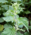 Thumbnail for version as of 17:58, 31 March 2013