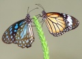 Thumbnail for version as of 17:45, 27 October 2008