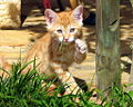 Thumbnail for version as of 19:21, 1 October 2008