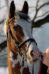 File:Cheval de face.jpg
