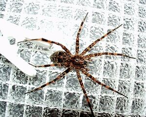 File:Dolomedes tenebrosus 1 PEM.jpg